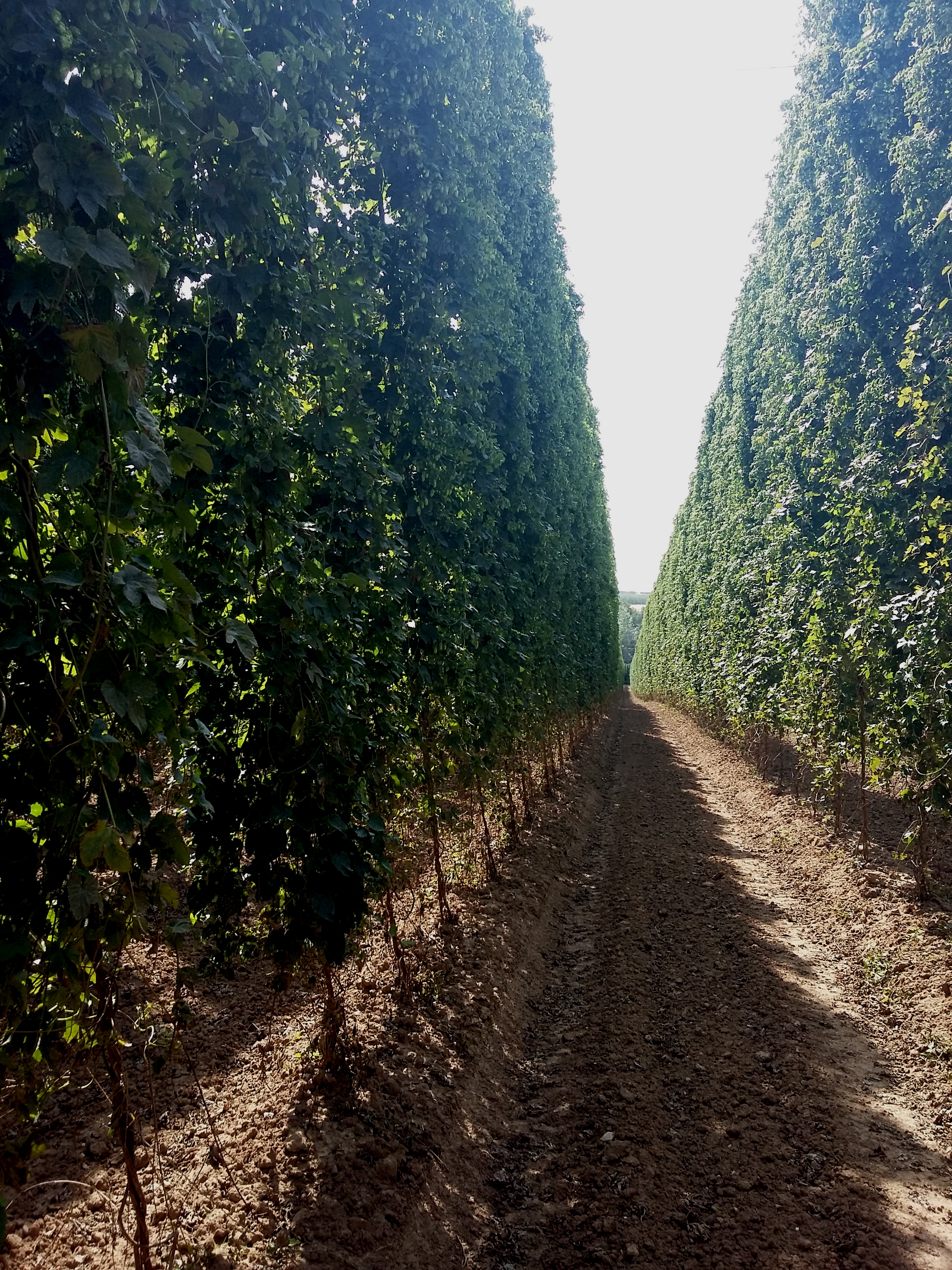 Alsace récolte houblon 2018 une forêt dense de Barbe Rouge